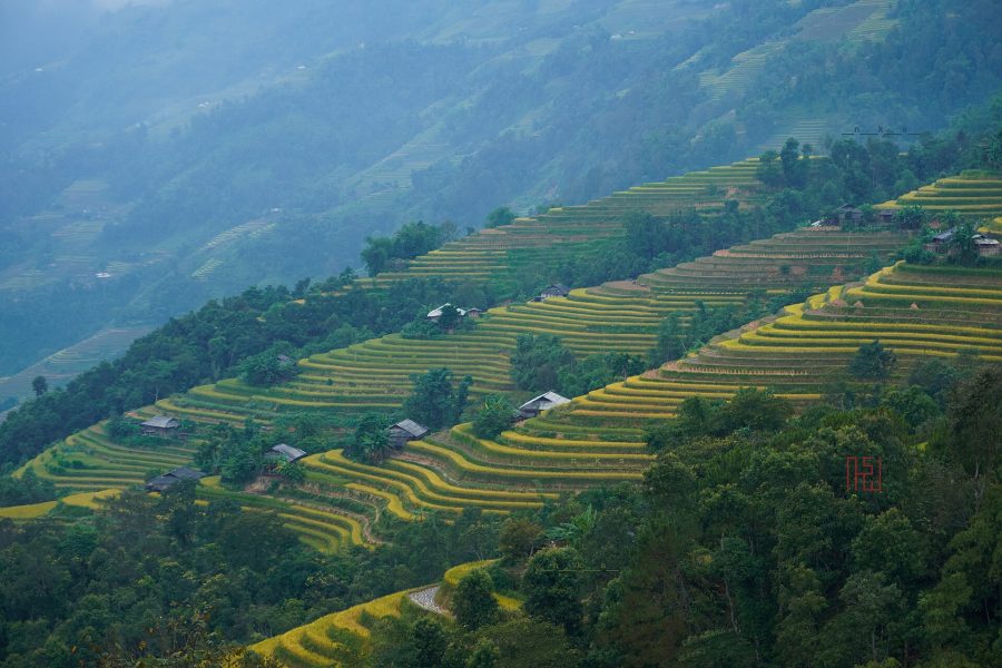 Hoang Su Phi Terraces