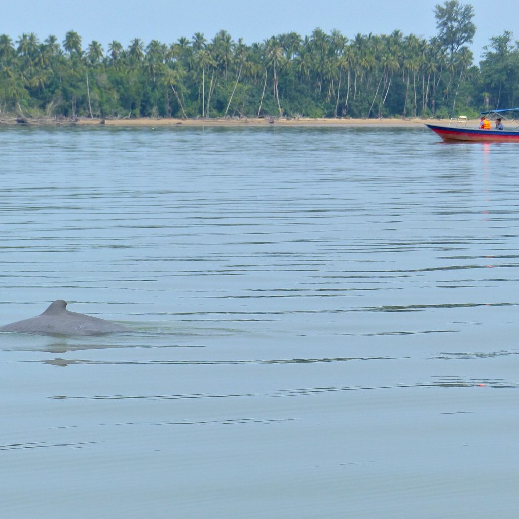 Irrawaddy Dolphin Kratie