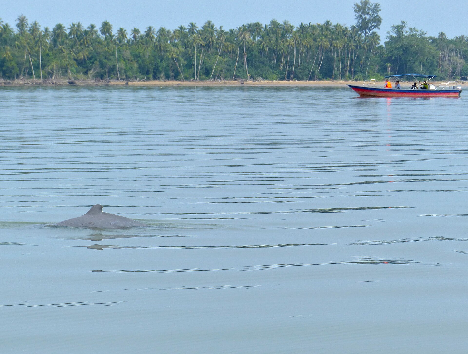 <span>Tag 5</span> Zurück zum Mekong: Delfine bei Kratie und die Insel Koh Trong
