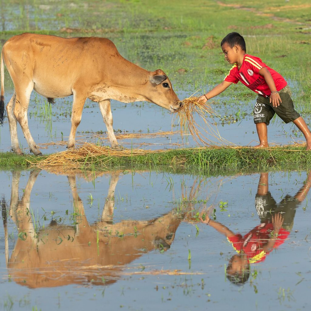 Laos Rice Fields