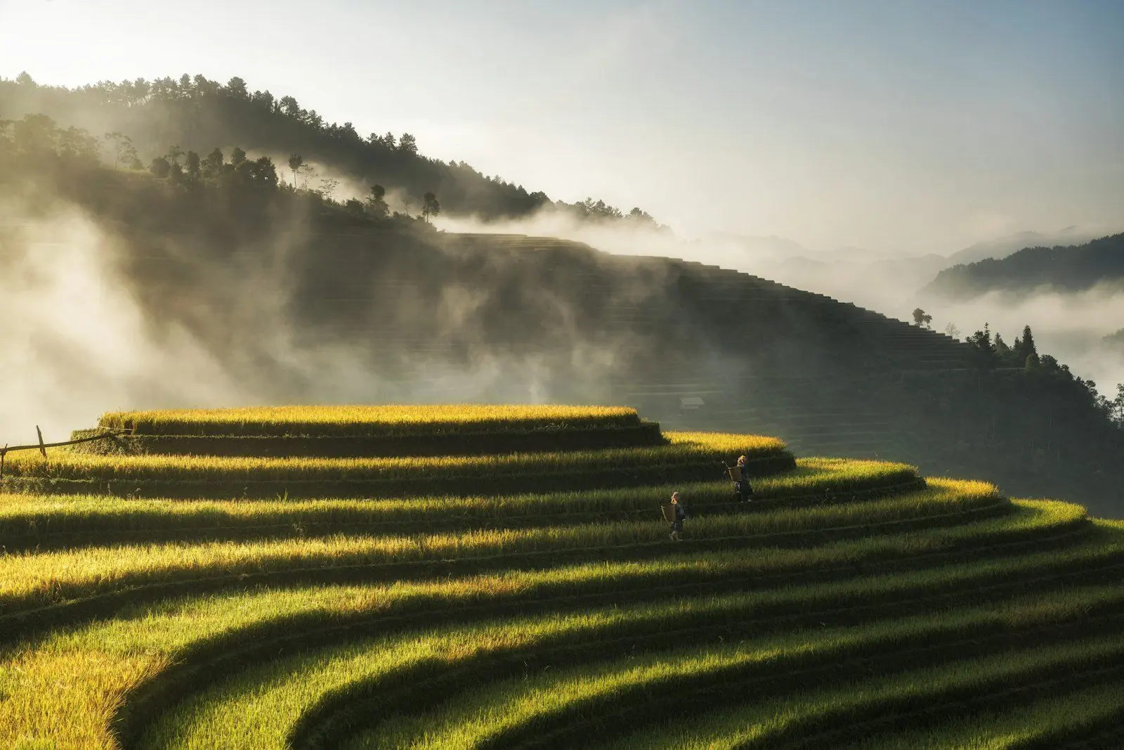 Two people walking through golden rice terraces in Mu Cang Chai, Vietnam, at dawn