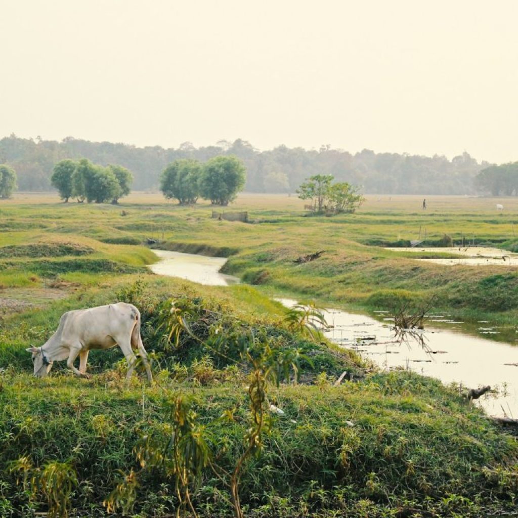 white cow surrounded by green grass field