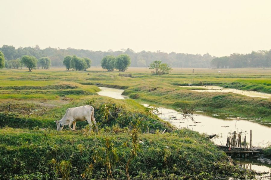 white cow surrounded by green grass field