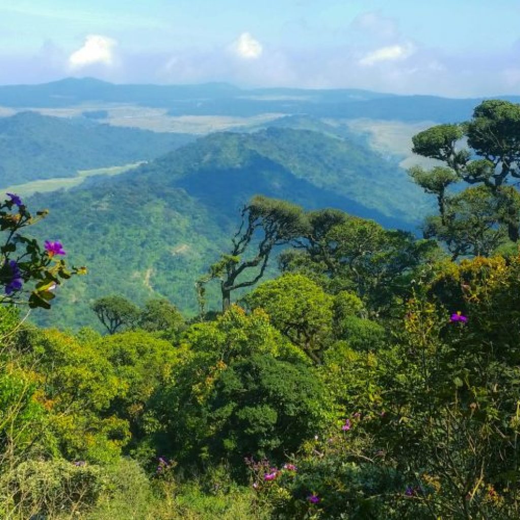 green trees on mountain during daytime