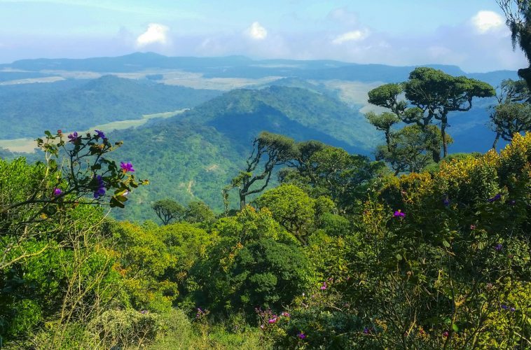 green trees on mountain during daytime