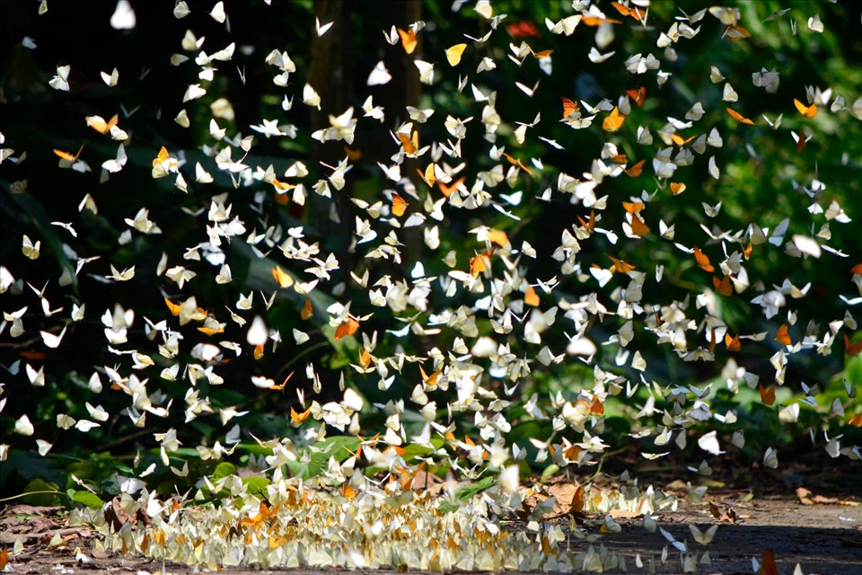 La Selva De Vietnam