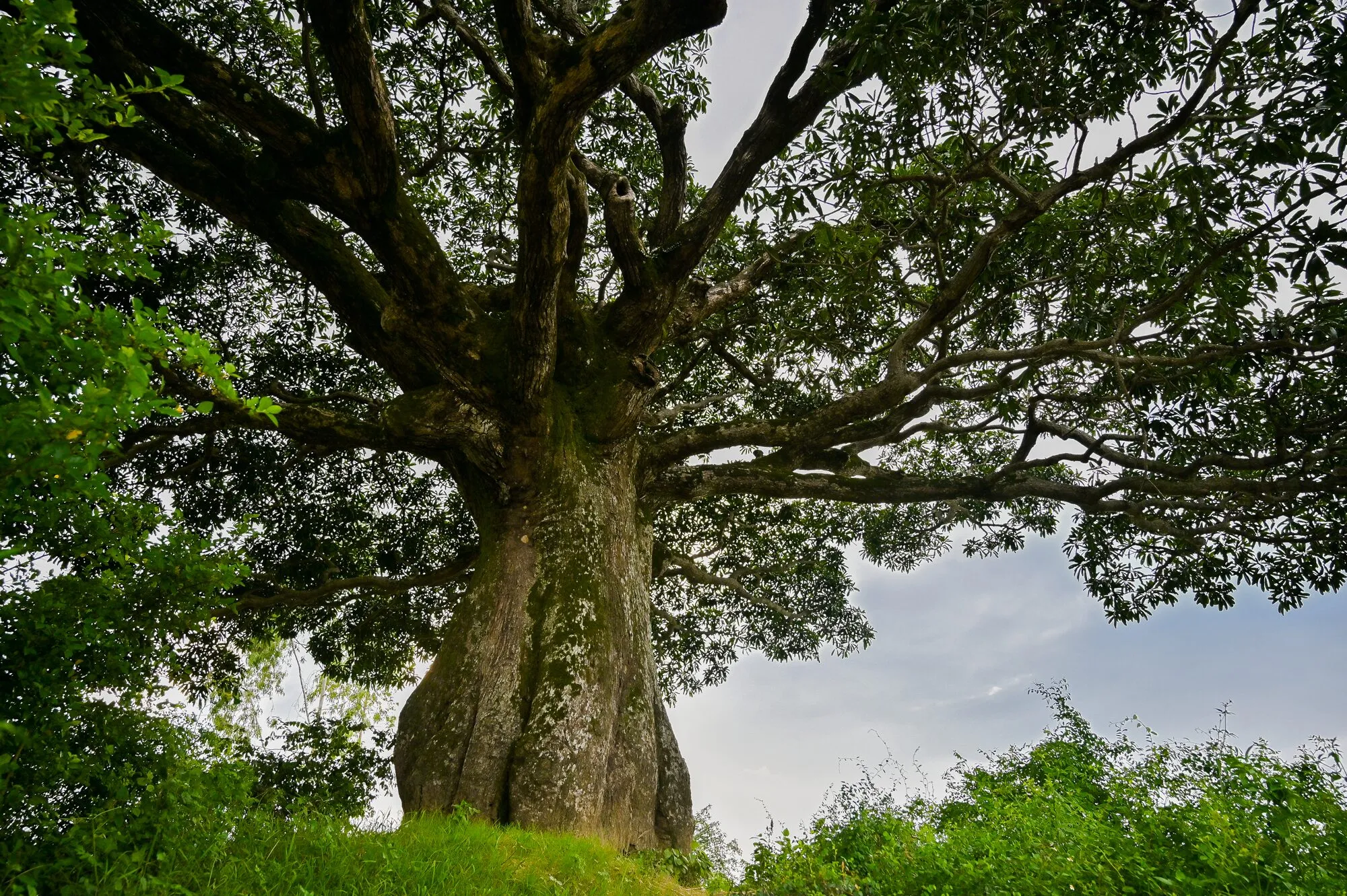 La Selva De Vietnam