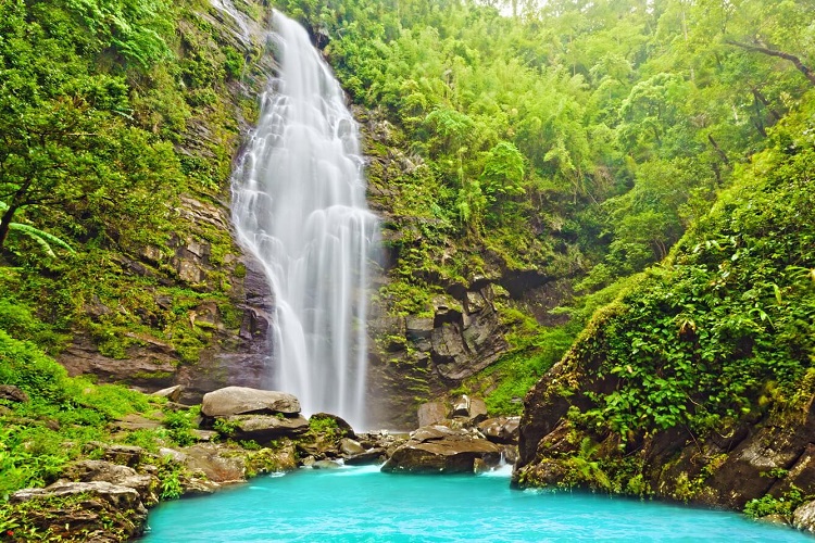 La Selva De Vietnam
