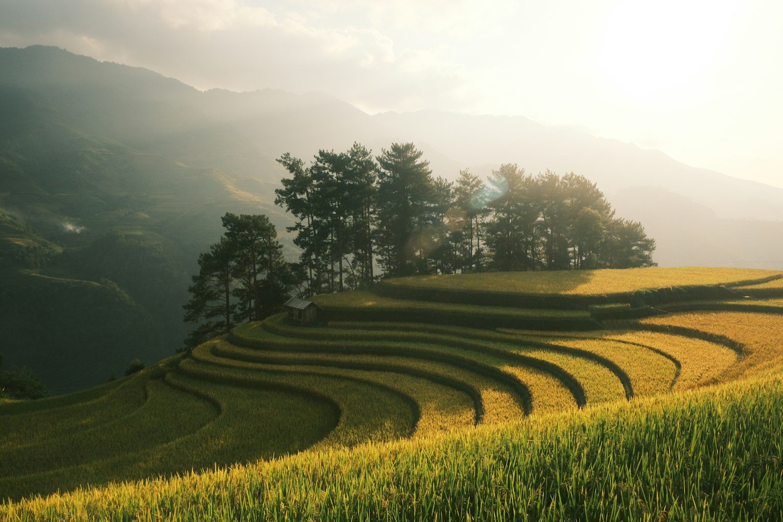 A field of grass with a row of trees on top of it