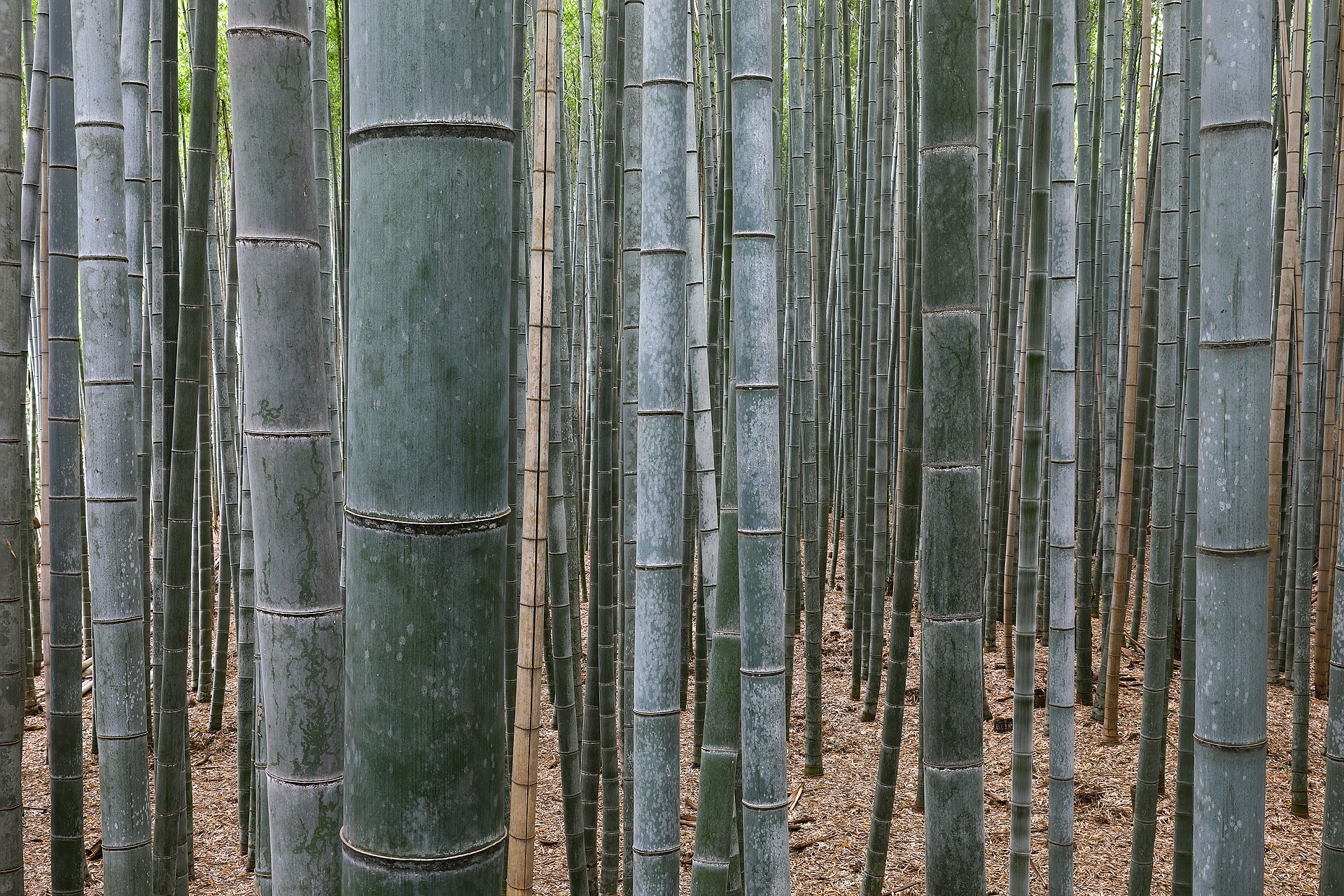 <span>Día 7</span> Kioto: Arashiyama y el Pabellón Dorado