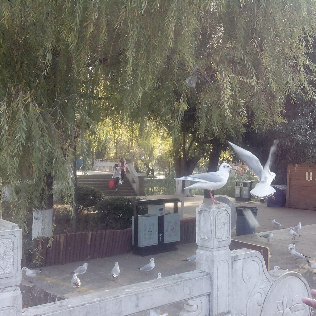 Kunming Green Lake