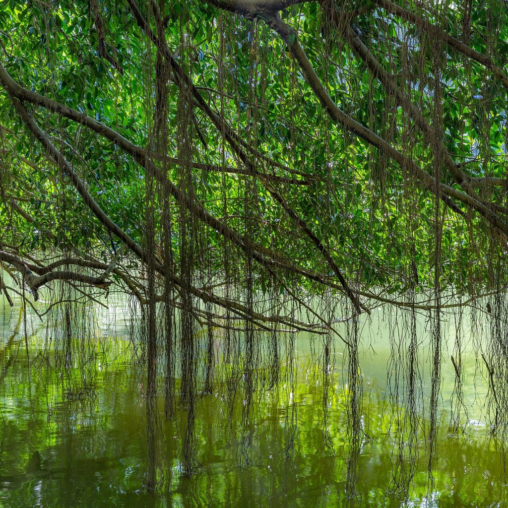 Singapore Botanic Gardens