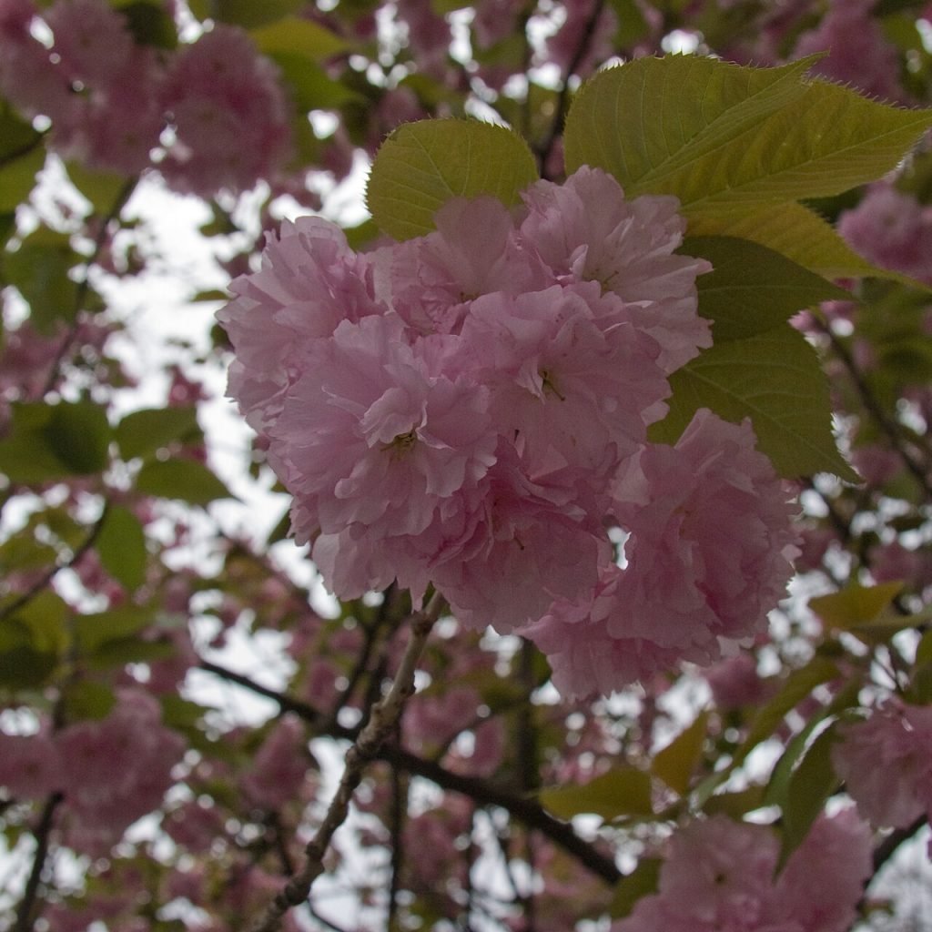 Ueno Park Cherry Blossoms