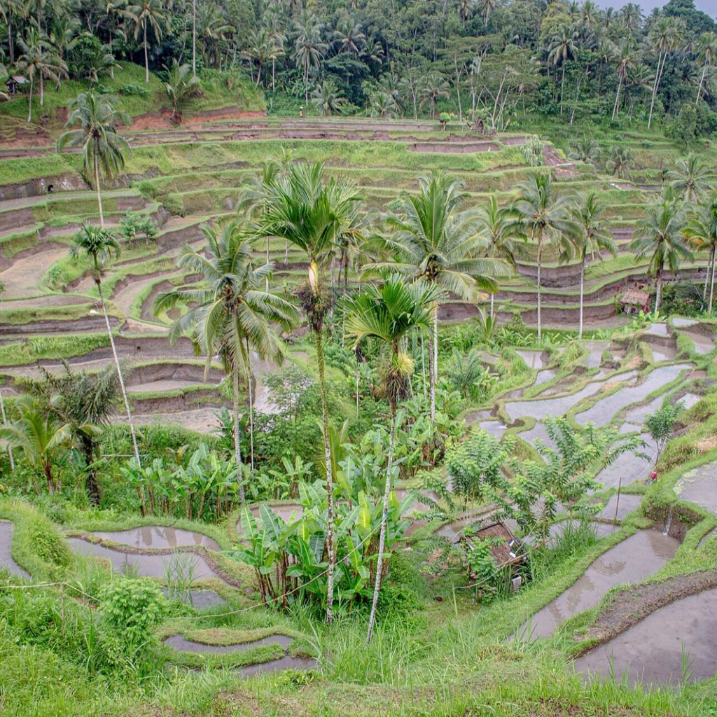 Les rizières en terrasses de Tegallalang près d'Ubud, Bali, Indonésie