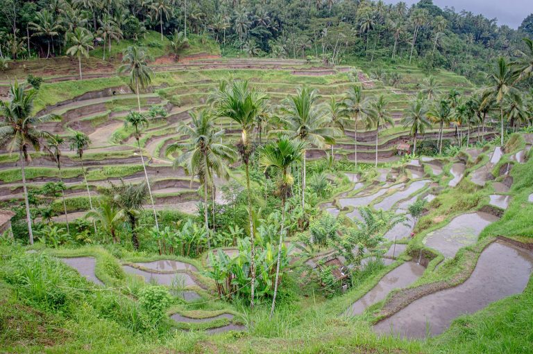 Les rizières en terrasses de Tegallalang près d'Ubud, Bali, Indonésie