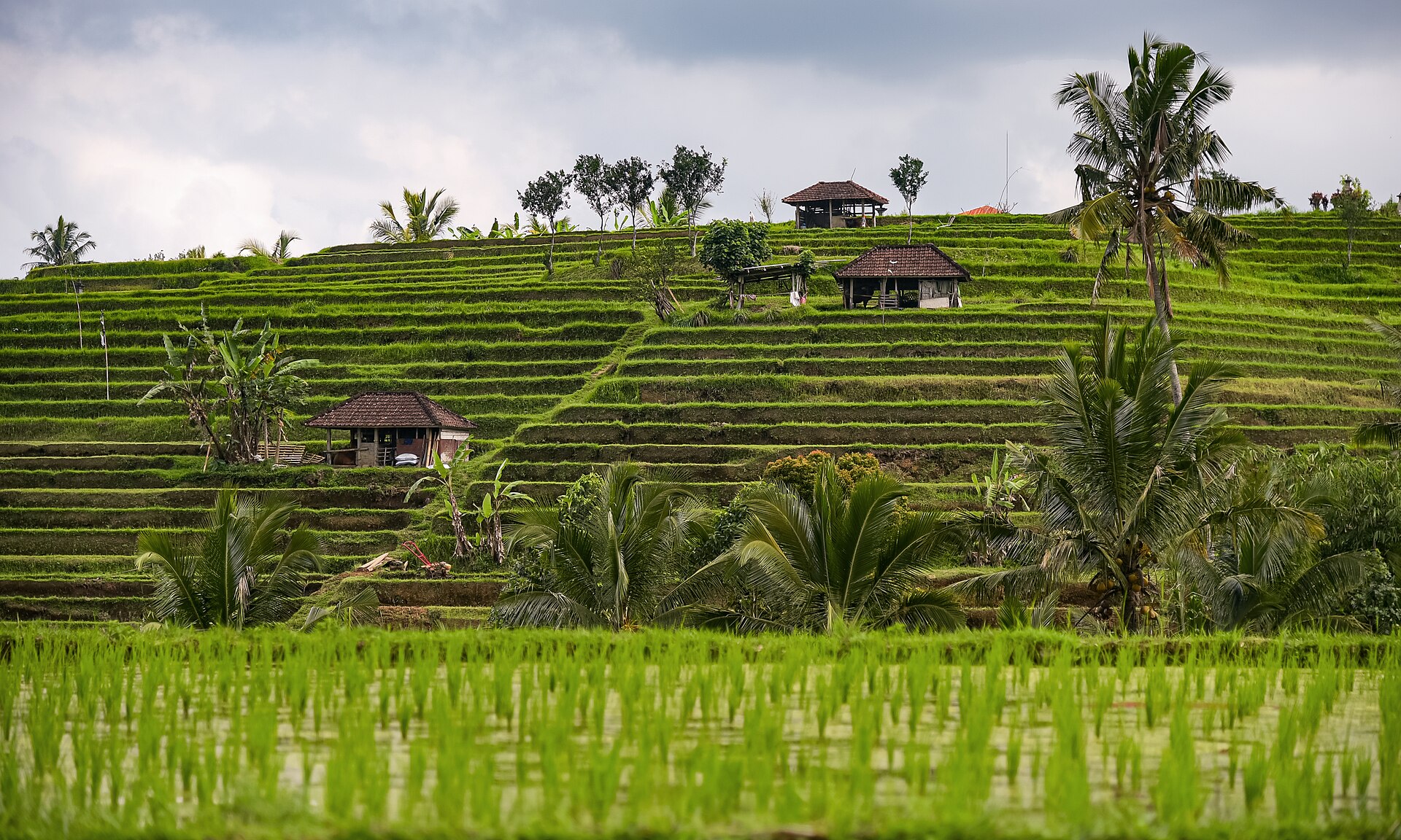 Risaie a terrazza di Jatiluwih, Bali