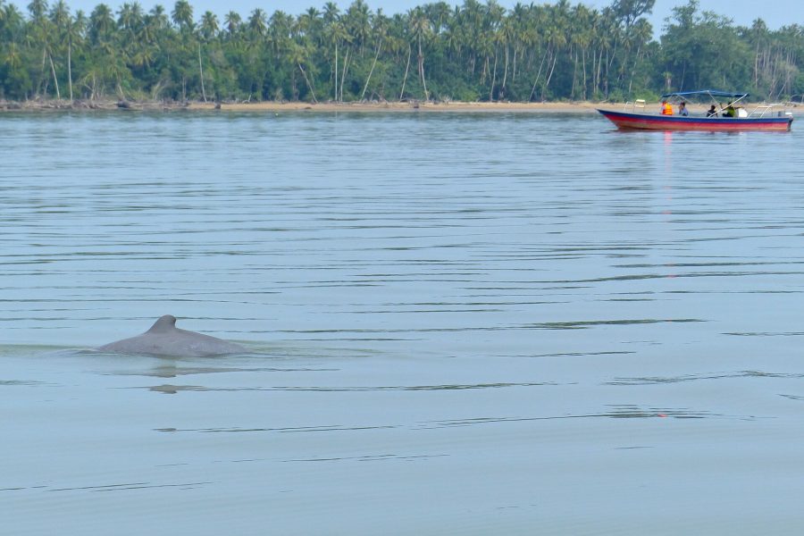 Irrawaddy Dolphin Kratie