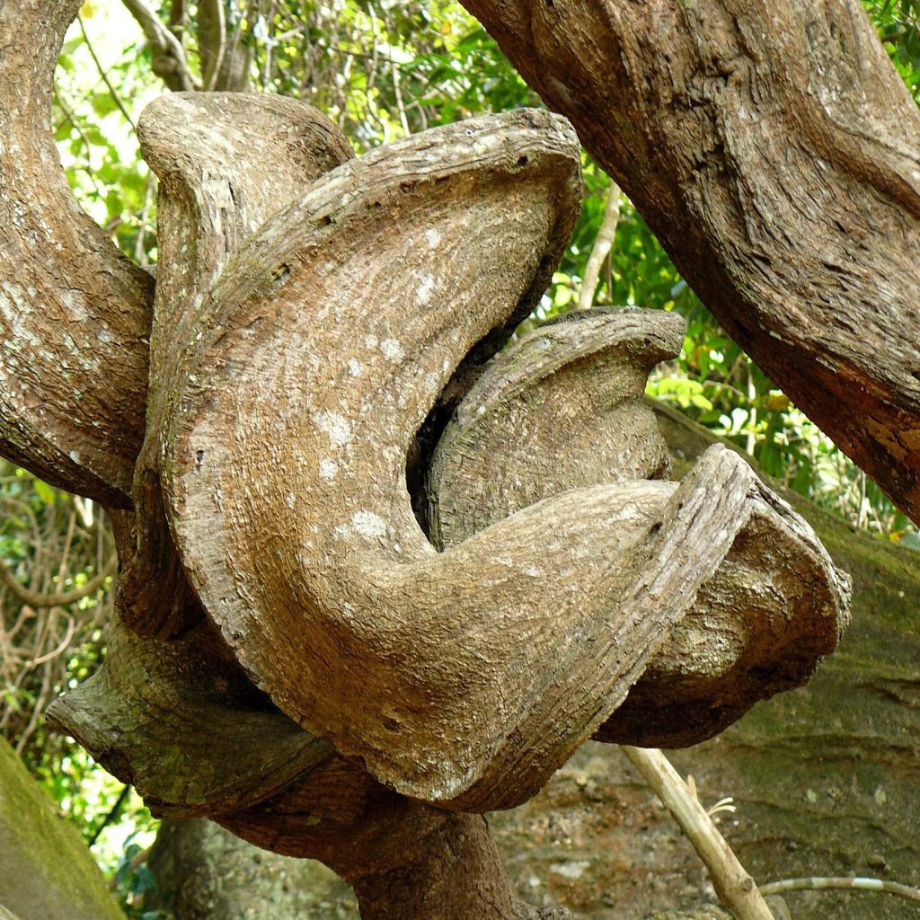 Phnom Kulen