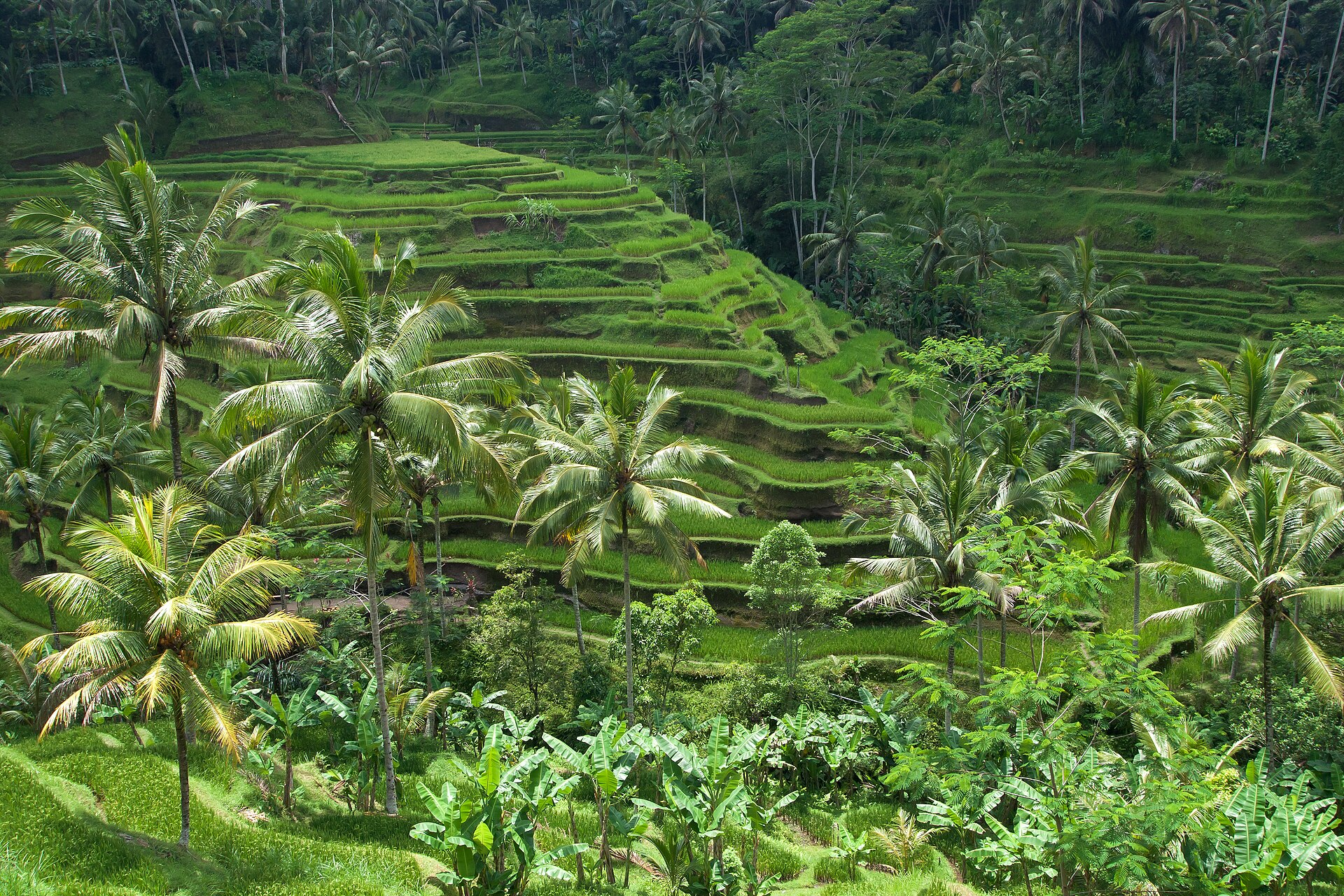<span>Giorno 7</span> Ubud: Monkey Forest, risaie, mercato e palazzo