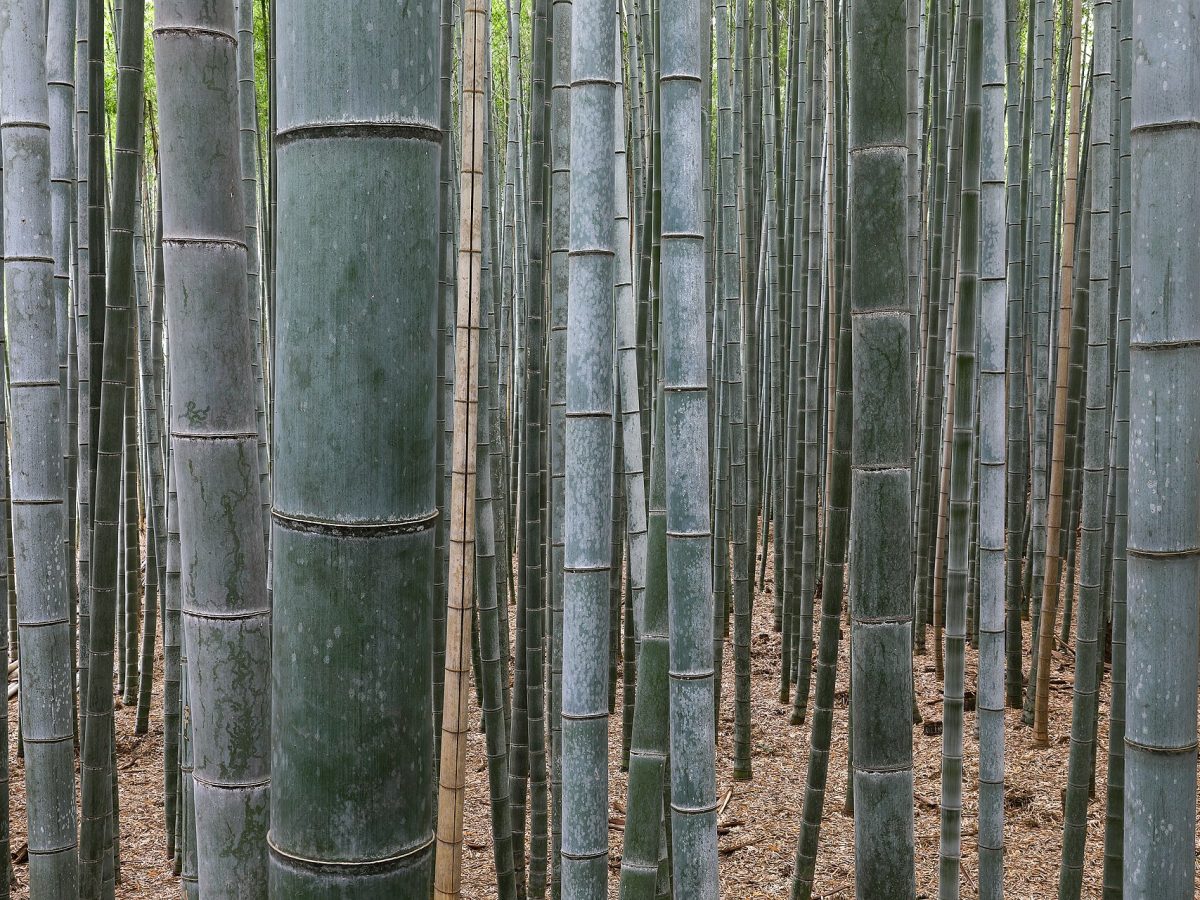 Arashiyama Bamboo