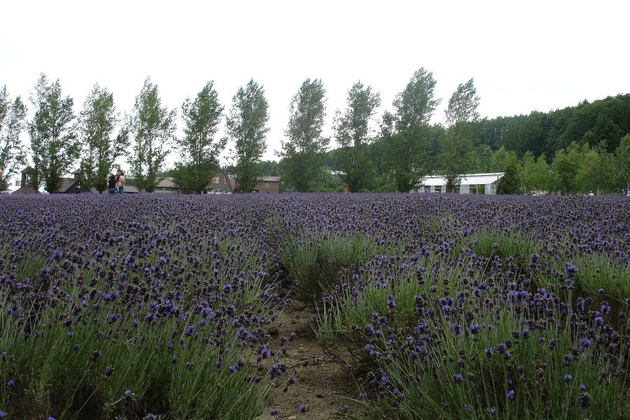 Furano Lavender