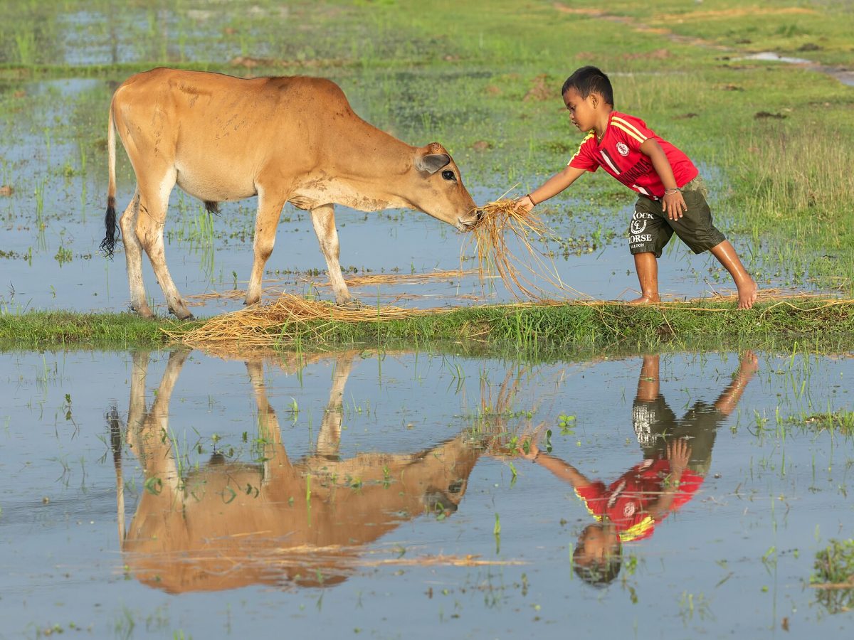 Laos Rice Fields