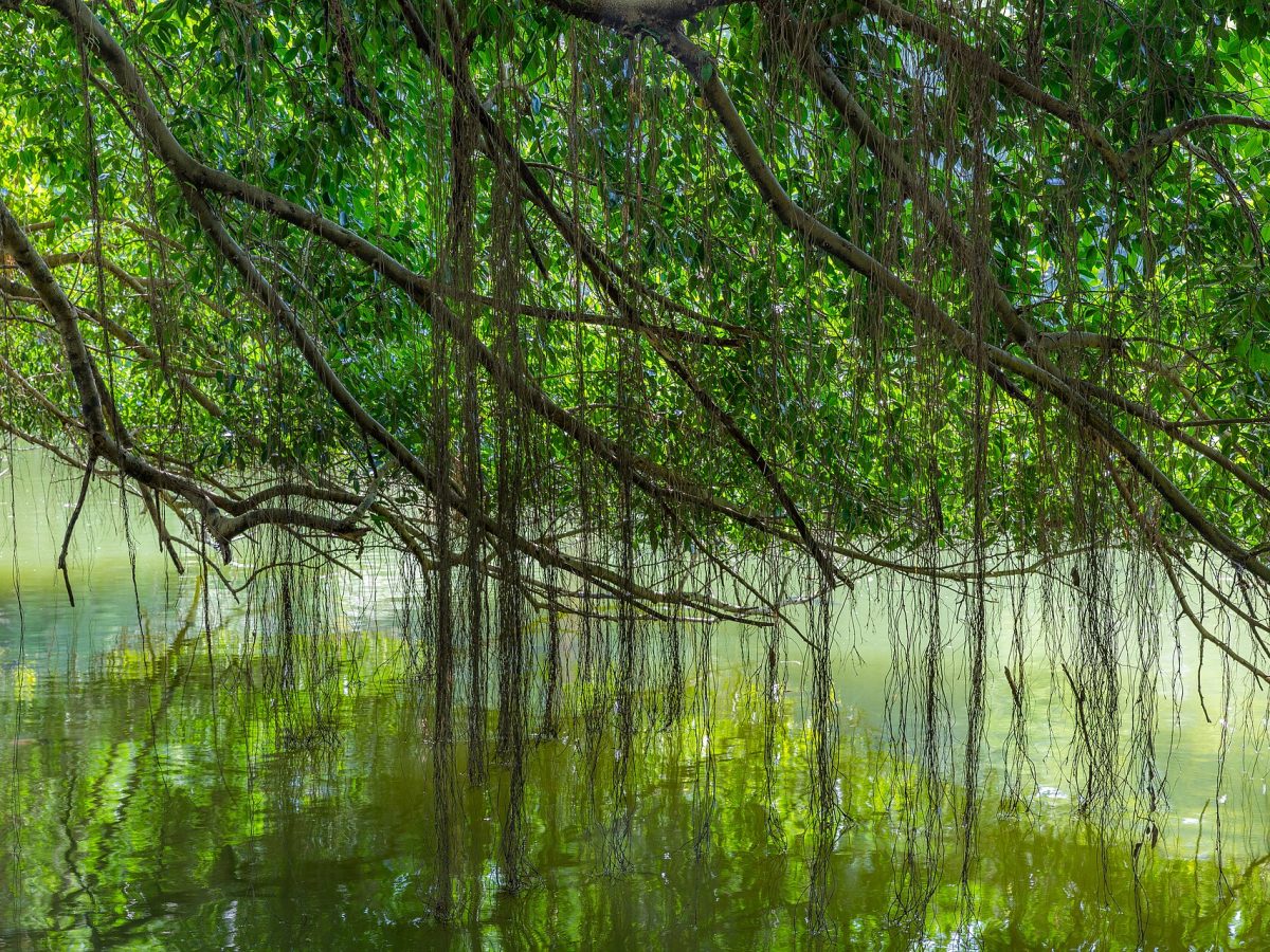 Singapore Botanic Gardens