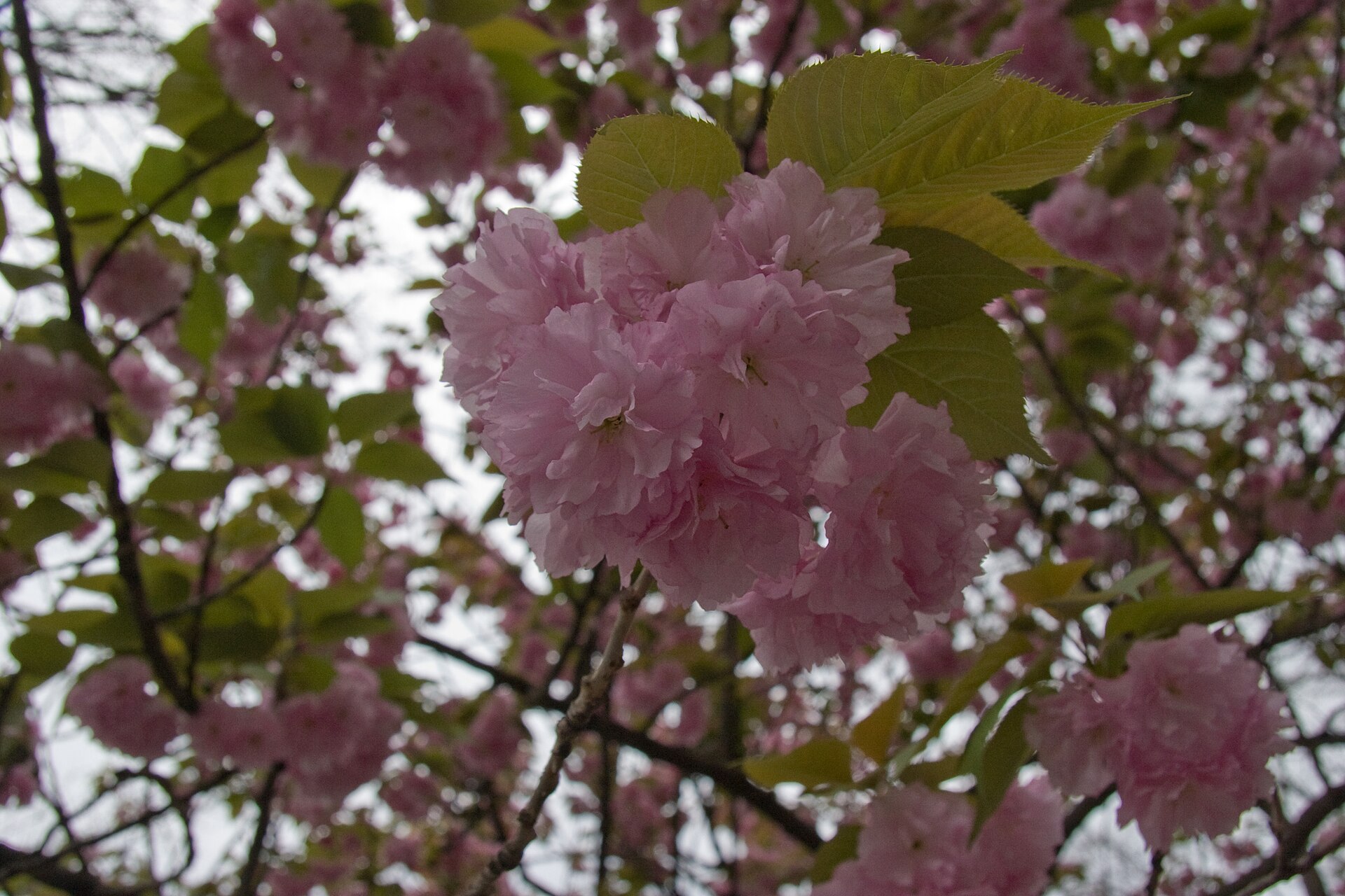 <span>Ngày 2</span> Tokyo: công viên Ueno, Asakusa và sông Sumida