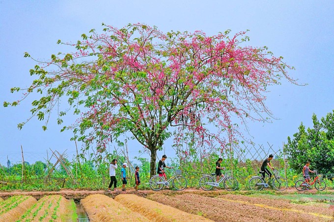 mekong delta day tour