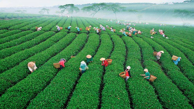 things to do in dalat