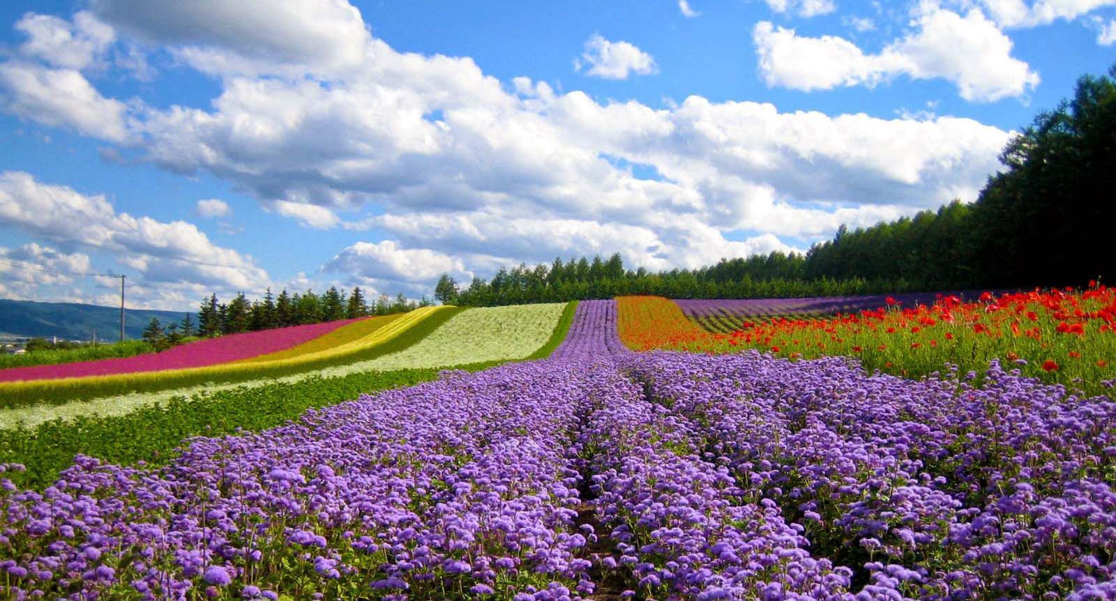 things to do in dalat
