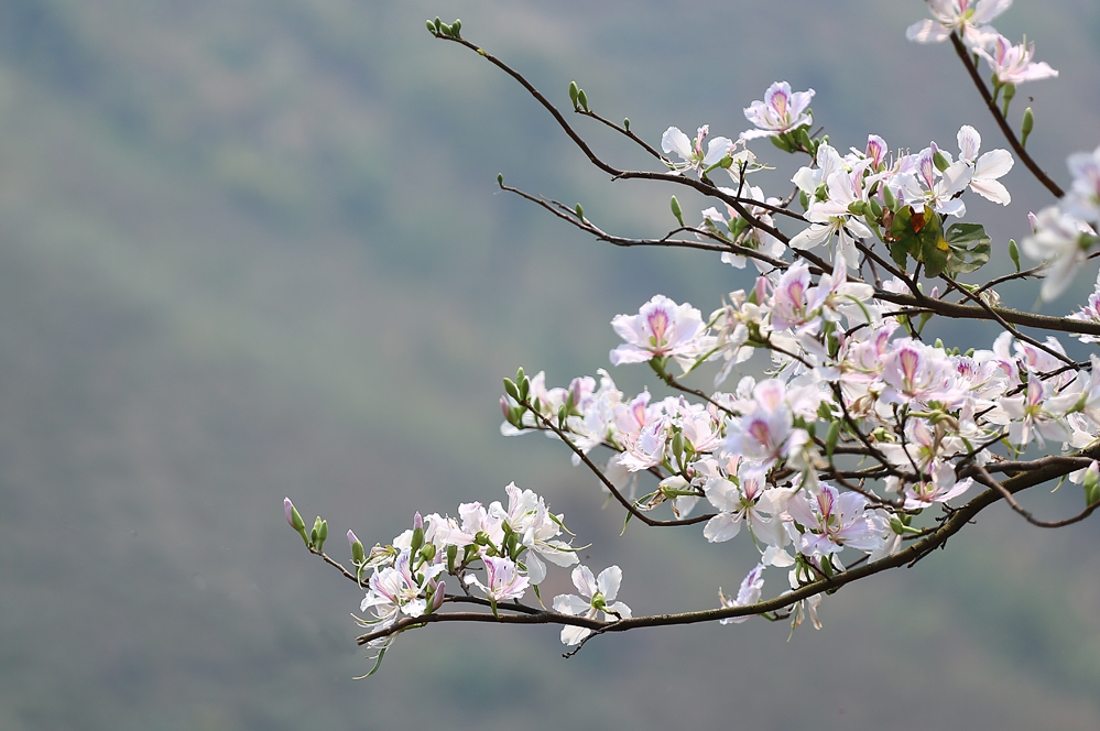 best time to visit ha giang