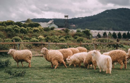 things to do in dalat