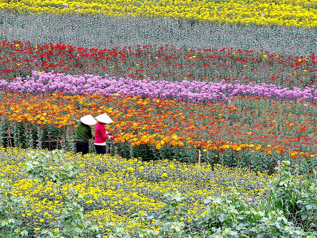 Visit Cam Tu Cau Flower Hill - Van Thanh Flower Village - Cau Dat Tea Hill - Truc Lam Zen Monastery - Tuyen Lam Lake