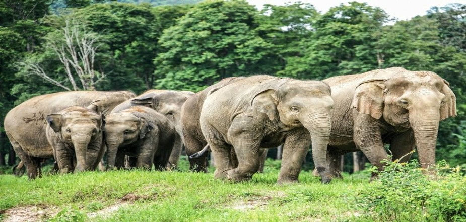 Discovery-The-Elephant-Nature-Park 