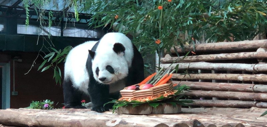 Go-To-The-Chiang-Mai-Zoo