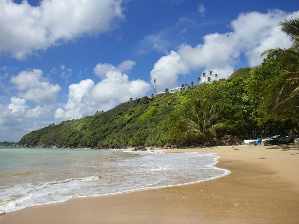 a beach with boats and trees