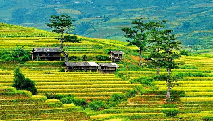 Mu Cang Chai