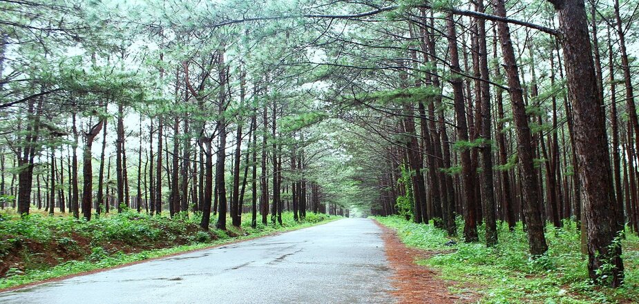 To the Yen Minh pine forest: