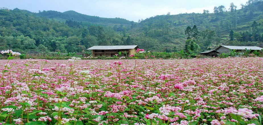 Triangle flowers in Ha Giang