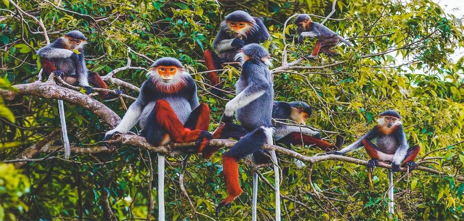 Cuc Phuong National Park 
