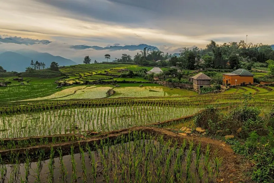 scenery of rice fields