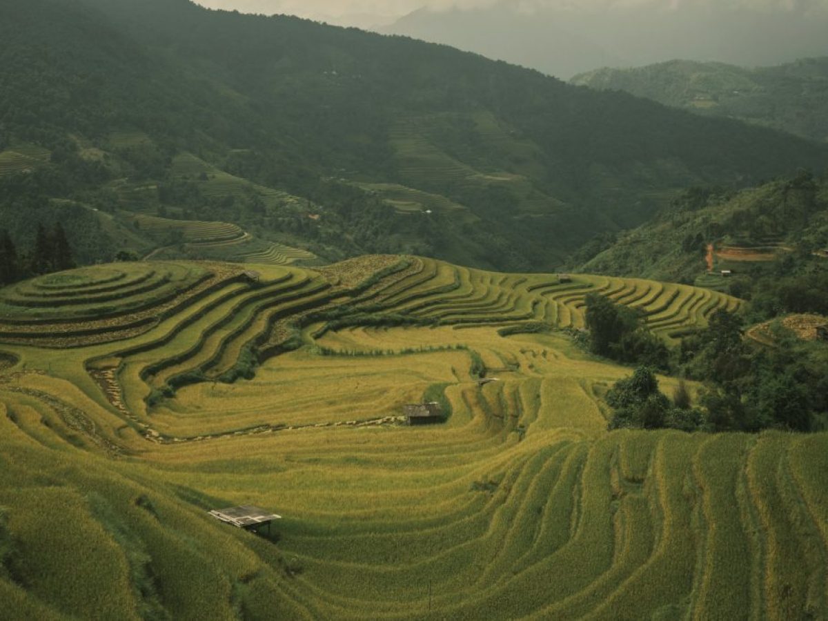 an aerial view of a rice field with mountains in the background