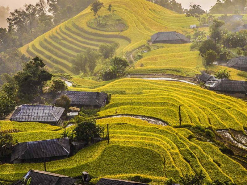 Visit Hoang Su Phi rice terraces