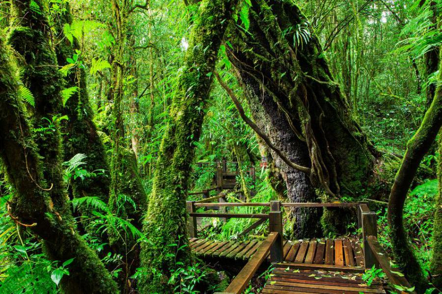 Top 7 Best Places For Chiang Mai Hiking (Updated 2025)