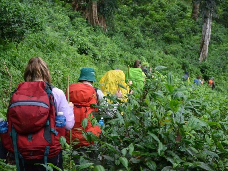 chiang mai trekking tour