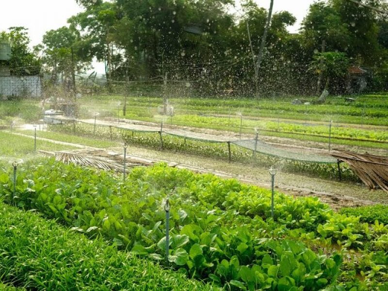 Some activities you should do in Hoi An 2 
