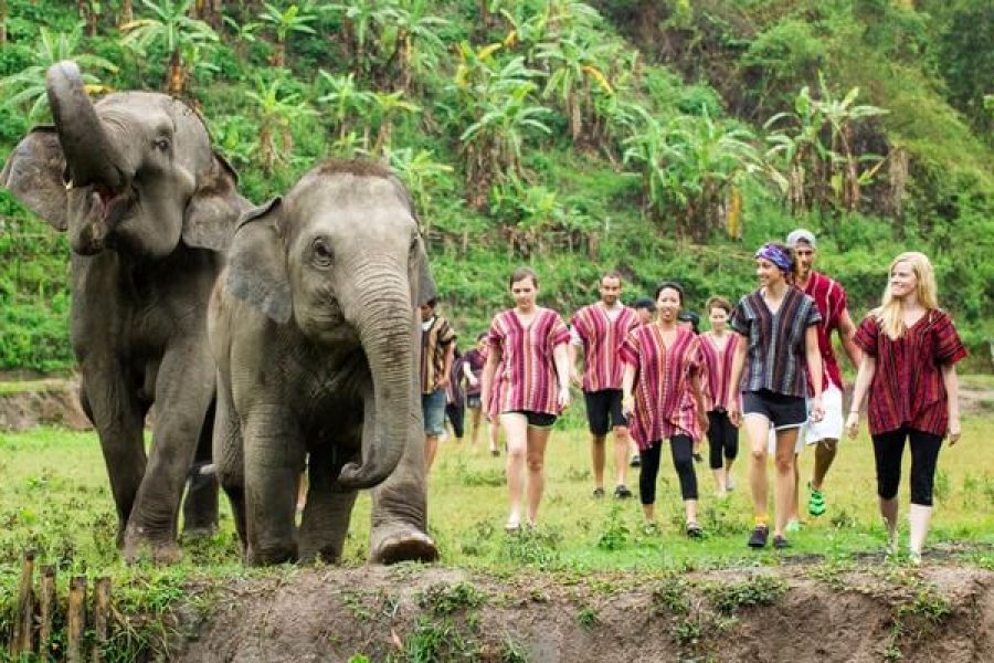 Elephant Nature Park In 2 Days