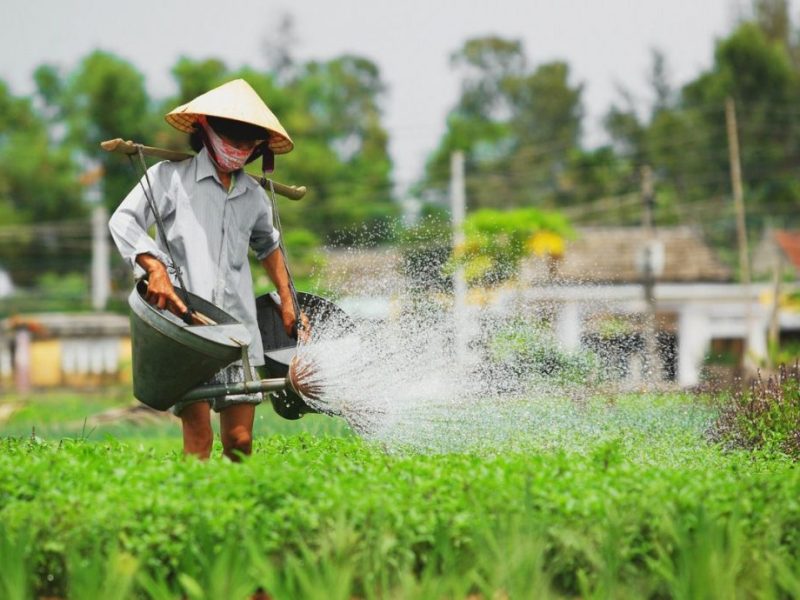 hoi an half day tour