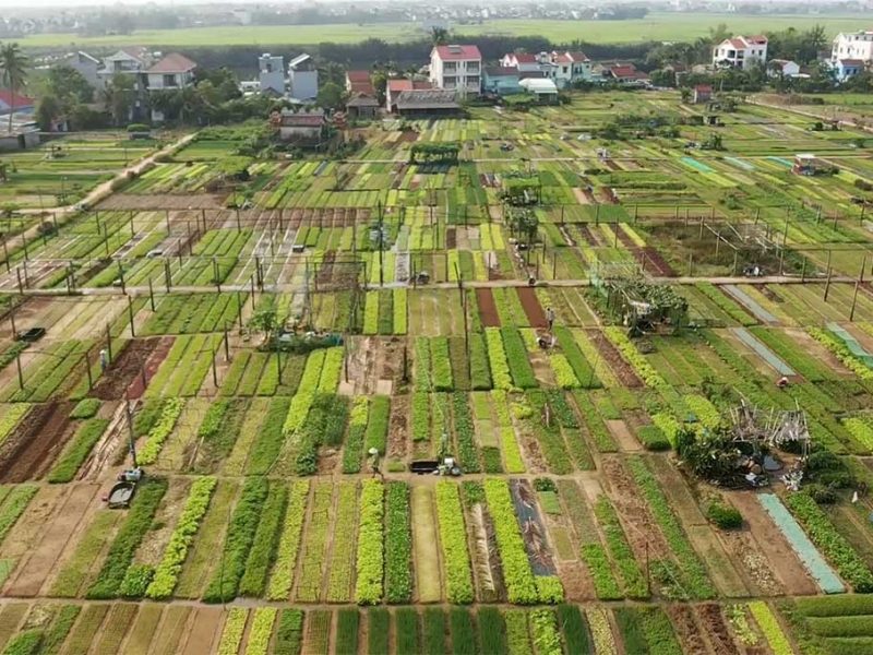 hoi an half day tour